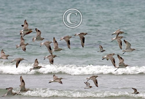 Bar-tailed Godwits DM1073